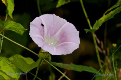 Skr snrbinda / Hedge Bindweed / Calystegia spectabilis.