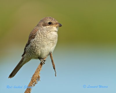 Red-backed Shrike/Trnskata/juv.