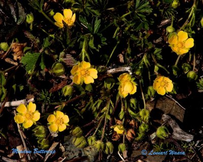 Smörblomma / Meadow Buttercup / Ranunculus acris.
