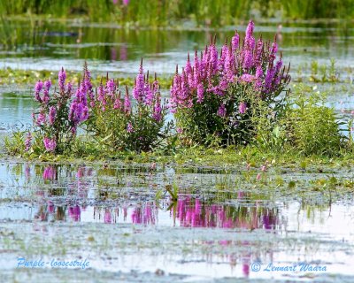 Fackelblomster / Purple-loosestrife / Lythrum salicaria 