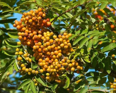 Rnnbr / Rowan / Sorbus aucuparia.