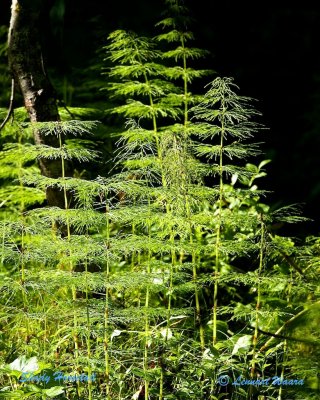 Ängsfräken / Shady Horsetail / Equisetceae pratense.