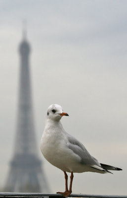 Kokmeeuw; Paris