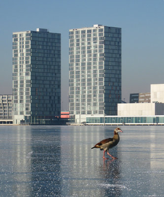 Nijlgans; Egyptian Goose; Almere