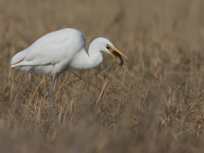 GroteZilverreiger; Great White Heron