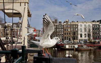 Kokmeeuw; Black-headed Gull;  Amsterdam