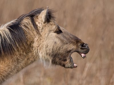 Konik; Konik