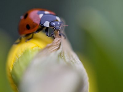 Zevenstippig lieveheersbeestje; Seven spot ladybird