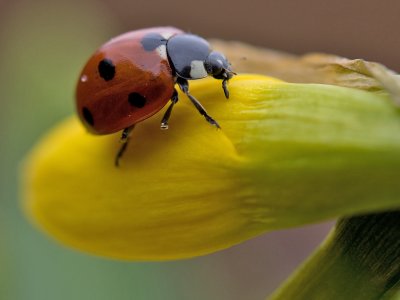 Zevenstippig lieveheersbeestje; Seven spot ladybird