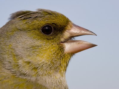 Groenling; Greenfinch