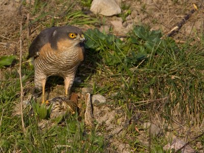 Sperwer; Sparrow Hawk