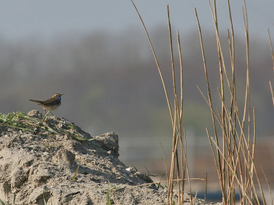 Blauwborst; Bluethroat
