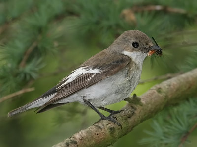 Bonte Vliegenvanger; Pied Flycatcher
