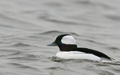 Buffelkopeend; Bufflehead