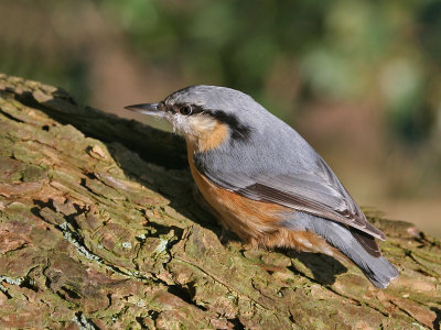 Boomklever; Nuthatch