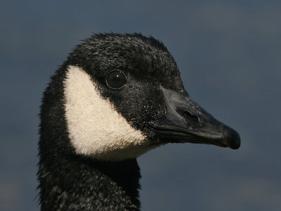 Canadese Gans; Canada Goose