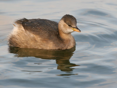 Dodaar; Little Grebe