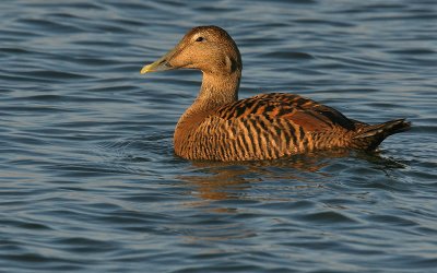 Eidereend; Eider