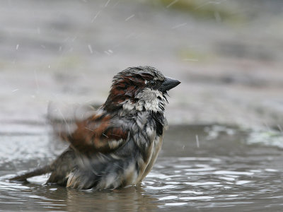 Huismus; House Sparrow