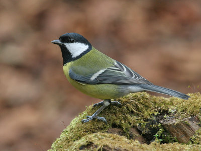 Koolmees; Great Tit