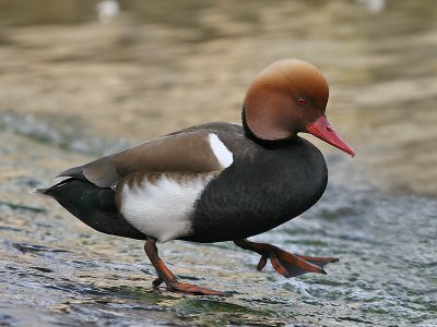 Krooneend; Red-crested Pochard