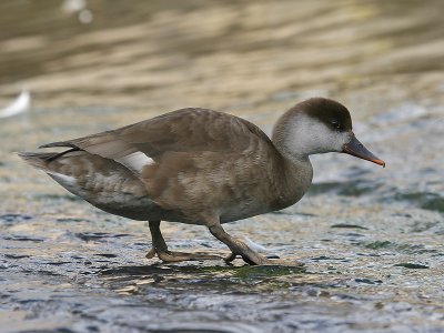 Krooneend; Red-crested Pochard