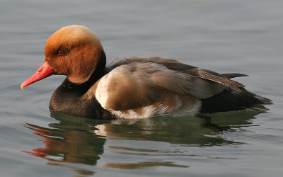 Krooneend; Red-crested Pochard