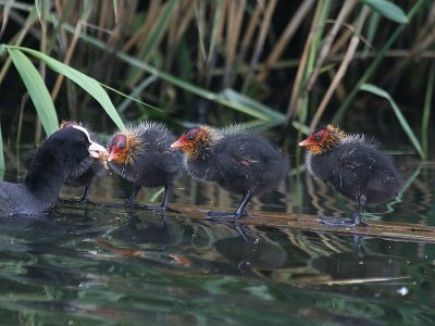Meerkoeten; Coot