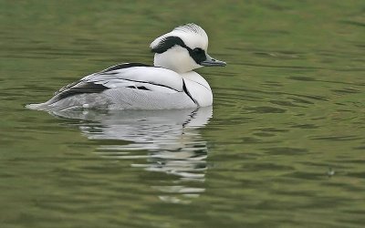 Nonnetje; Smew