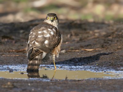 Sperwer; Sparrow Hawk