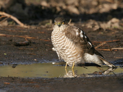 Sperwer; Sparrow Hawk
