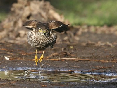 Sperwer; Sparrow Hawk