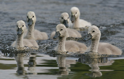 Zwanen; Mute Swan