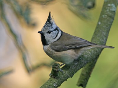 Kuifmees; Crested Tit