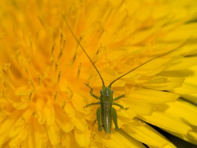 Grote Groene Sabelsprinkhaan; Great Green Bushcricket