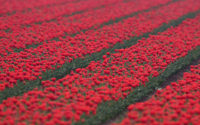 Tulpen; Tulips