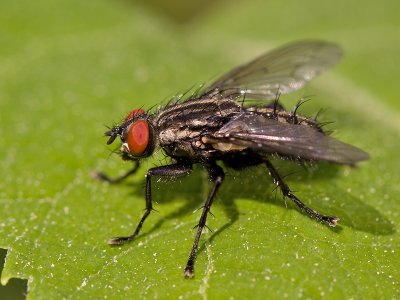 Huisvlieg; Domestic Fly