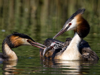 Fuut; Great Crested Grebe