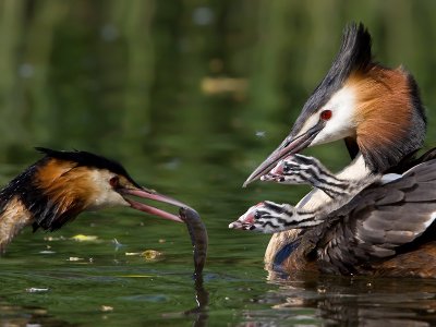 Fuut; Great Crested Grebe