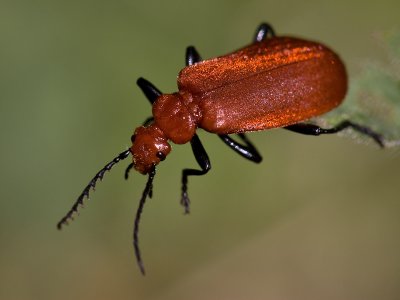Roodkopvuurkever; Red-headed Cardinal Beetle
