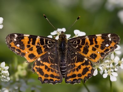 Landkaartje; Map Butterfly