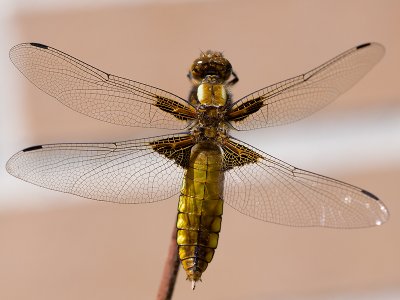 Platbuik; Broad-bodied chaser