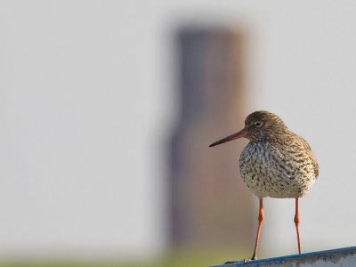 Tureluur; Redshank