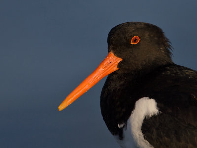 Scholekster; Oystercatcher