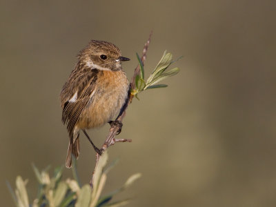 Roodborsttapuit; Stonechat