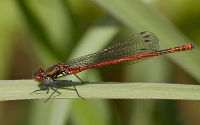 Vuurjuffer; Large red damselfly