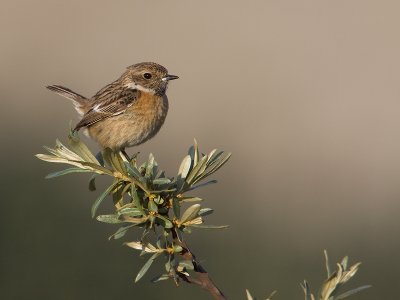 Roodborsttapuit; Stonechat