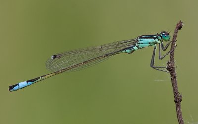 Lantaarntje; Blue-tailed Damselfly