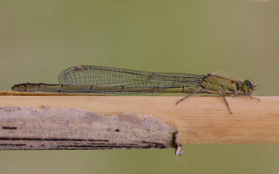 Watersnuffel; Common blue damselfly