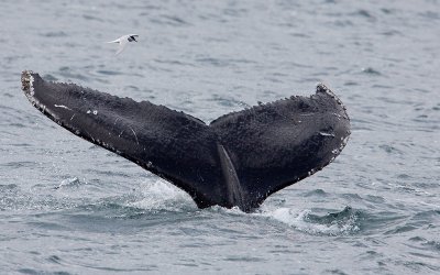 Bultrug; Humpback Whale